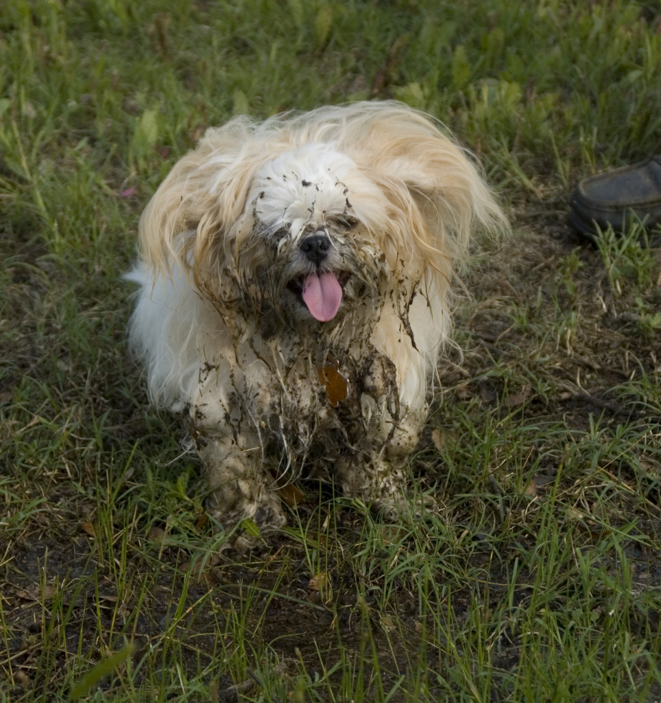 Dirty-Dog-964x1024.png?profile=RESIZE_710x